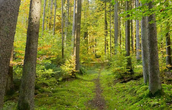 Schlaufe Nr. 3 - Wald