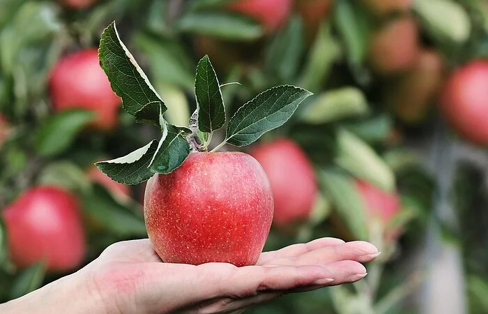 Obstlehrgarten Kehl