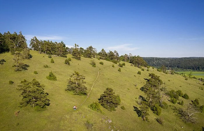 Gungoldinger Wacholderheide