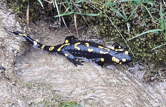 Feuersalamander in Dietfurt am Schütterer