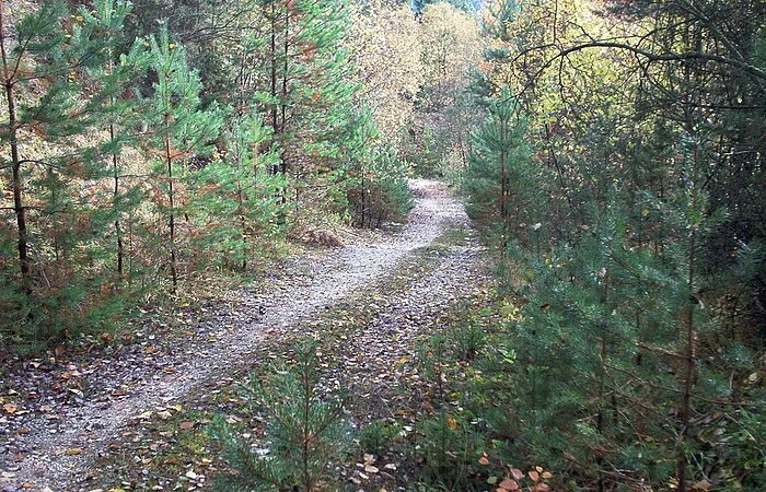 Waldweg