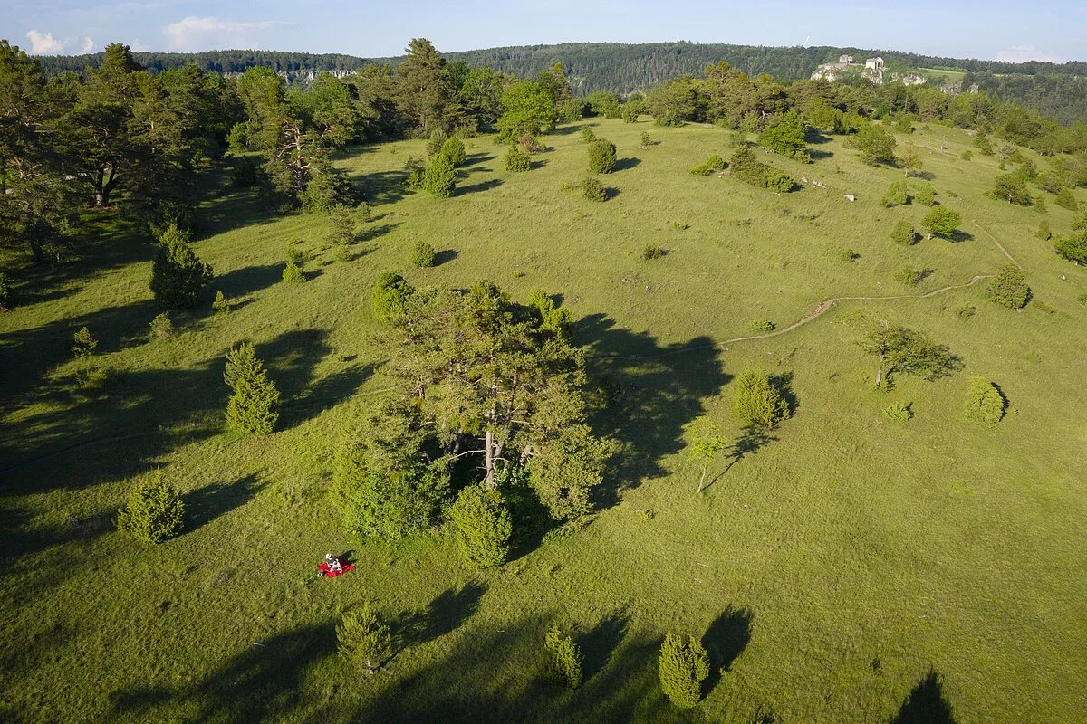 Wanderer auf der Gungoldinger Wacholderheide Wanderer auf der Gungoldinger Wacholderheide unterwegs auf dem Altmühltal-Panoramaweg. Die Wanderer sind nur ganz schwach inmitten der grünen Landschaft auszumachen.