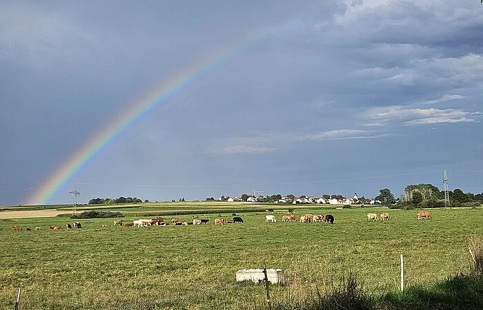 Aumühle Hollinger_Rinder Regenbogen