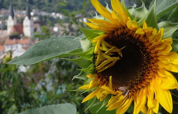 Sonnenblume mit Biene