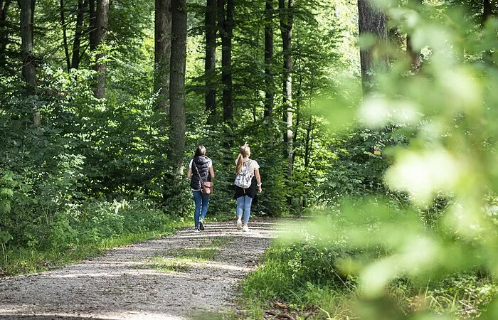 Wemdinger Waldstück