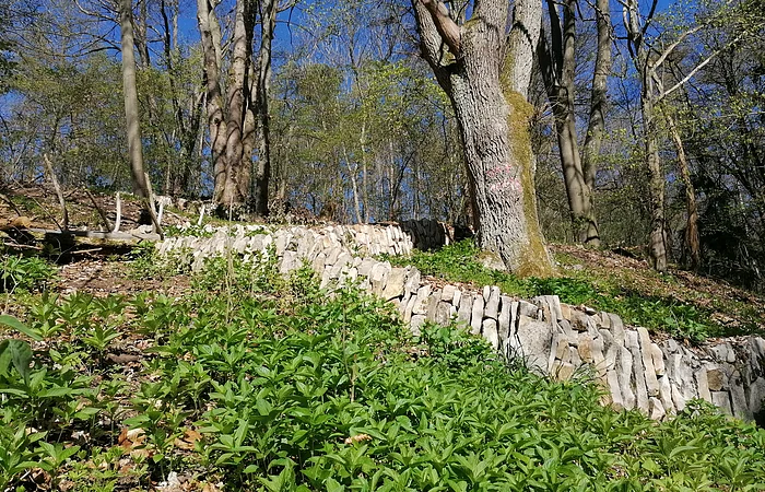 Weinbergmauern Berching