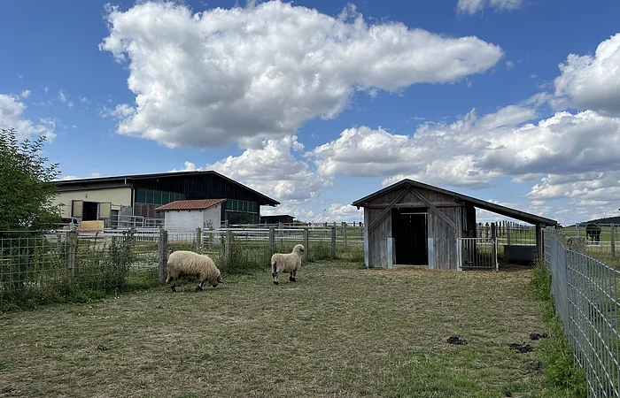 Schafe auf der Weide neben der Römervilla