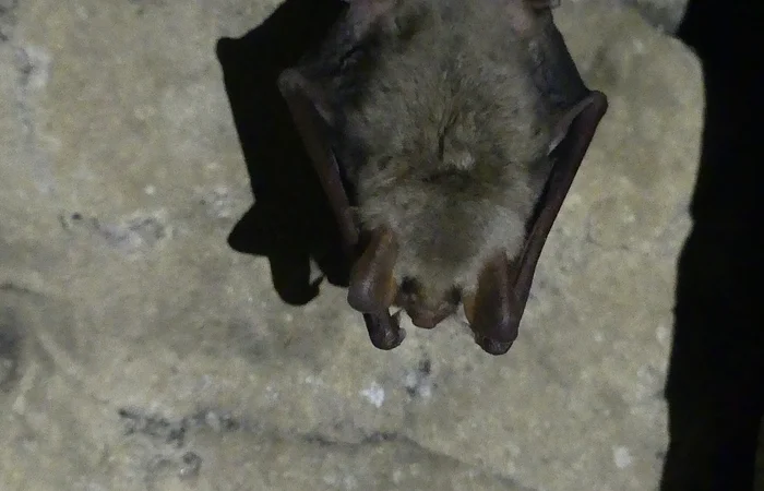 Fledermaus