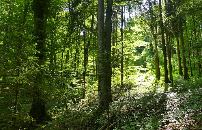 Wald bei Steinernen Rinne Hechlingen