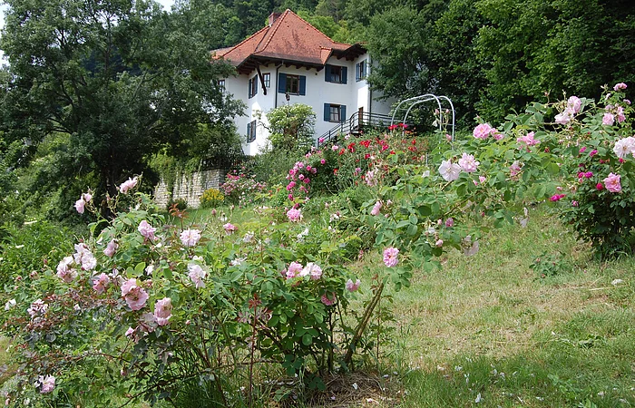 Rosenweg in Breitenbrunn