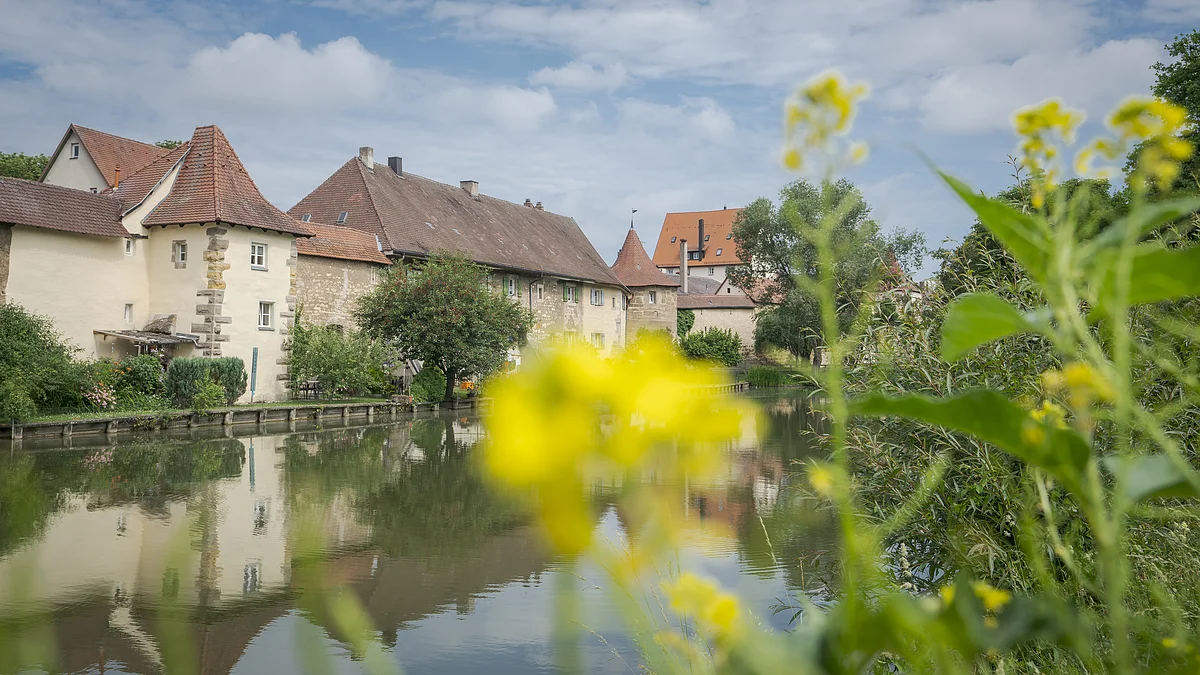 Seeweiher in Weißenburg i.Bay. Historische Häuser mit roten Dächern am Flussufer, im Vordergrund unscharfe gelbe Blumen und grüne Pflanzen.